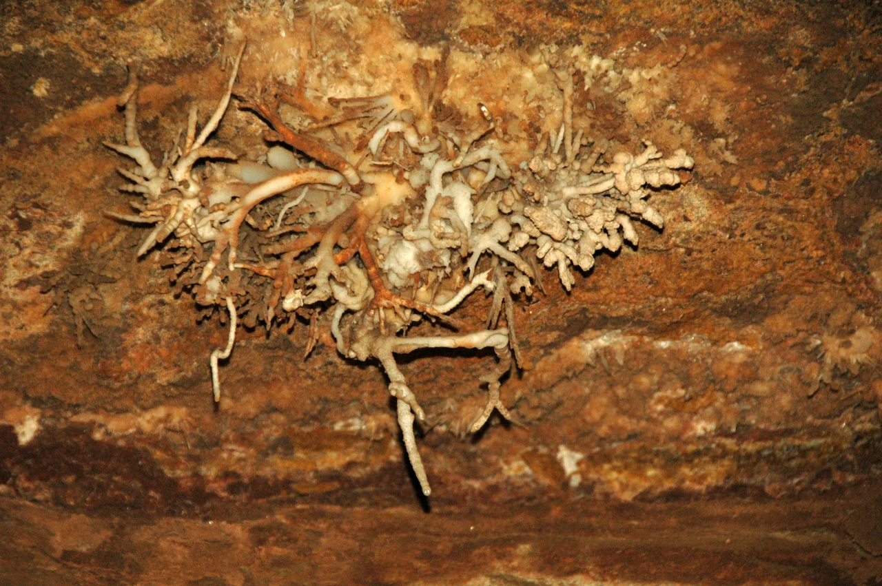 The general term for all secondary mineral deposits occurring in caves is speleothem. Between 200 and 300 different minerals have been reported to occur in various speleothems around the world. The most common speleothem minerals are calcite (CaCO3), aragonite (CaCO3), and gypsum (CaSO4·2H2O). Calcitic speleothem is given the rock name travertine.
Varieties of cave travertine are named based on morphology and origin. The most common type is dripstone, which includes stalactites, stalagmites, and columns. Other varieties include flowstone, knobstone (a.k.a. coralloids), helictites, shelfstone, rimstone, cave pearls, frostwork, etc.
The structures shown above are helictites - principally antler helictites, but some vermiform helictites are also present. Helictites are irregularly twisted speleothem structures formed by precipitation of minerals (in this case, calcite) from seeping water that moves by capillary action and hydrostatic pressure.
Locality: Cave of the Winds, north of the town of Manitou Springs, central Colorado, USA