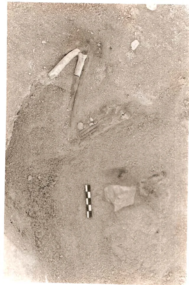 Fossil jackal limb from the Hoedjiespunt fossil site, South Africa. Photo by Lee Berger