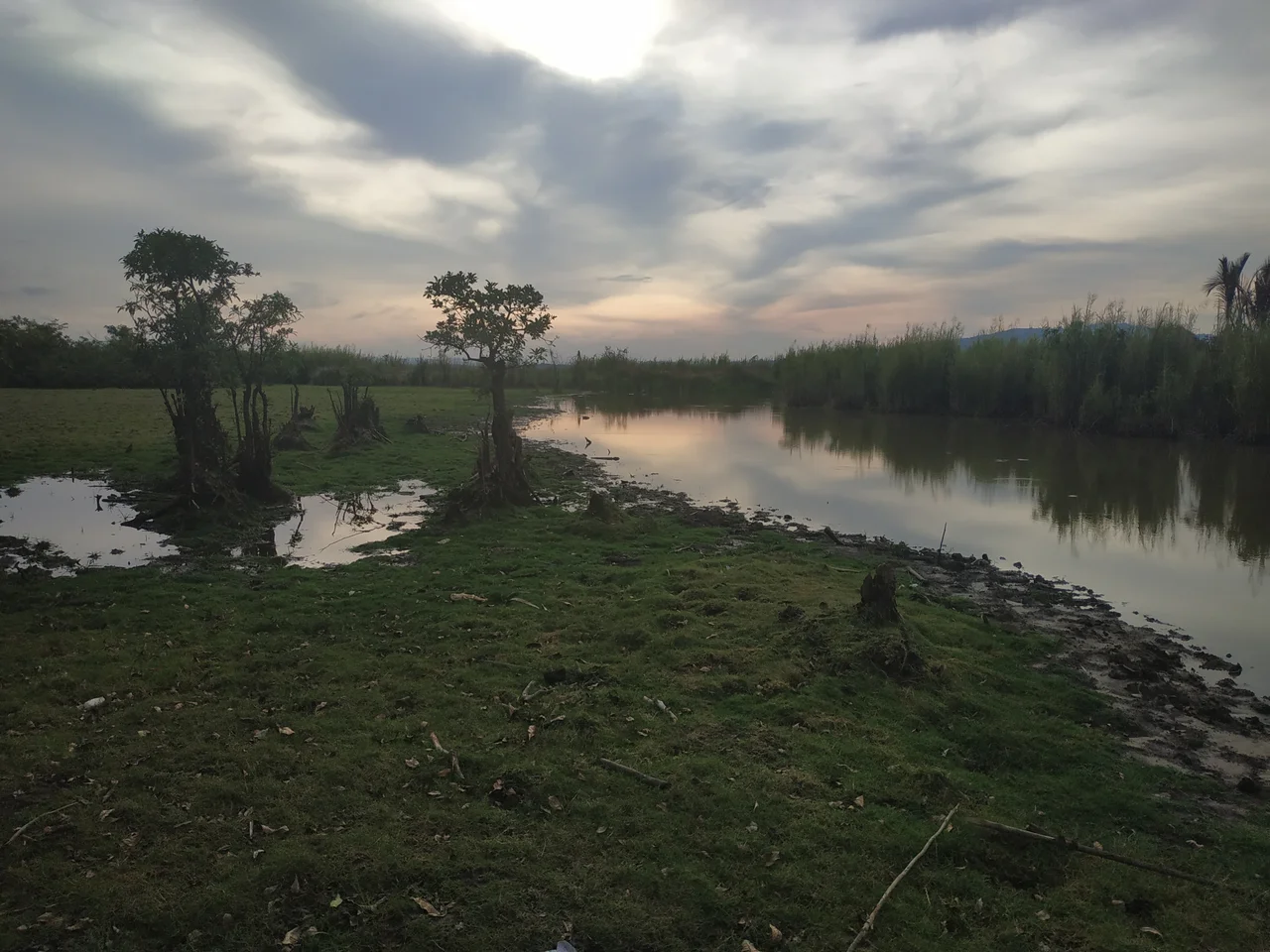 The photo was taken at Rawa Aopa Watumohai National Park, Puriala, Konawe, Southeast Sulawesi on December 23, 2019 ago. A Swamp, which have been home to a variety of endemic animal species and also play an important role in sustaining the livelihoods of the surrounding population, are now gradually shrinking, and starts becoming a dry land that will be overgrown with palm oils. Some people with superficial thoughts and a thirst for rupiah value prefer to exchange it for the value of the currency rather than to understand more deeply the true value that the Swamp has. Only a few species will be able to survive in the midst of their shrinking home, before everything is completely extinct.